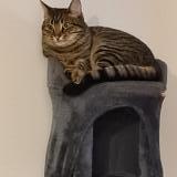 Photo de chat perdu à Sartrouville