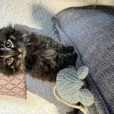 Photo de chat perdu à Koetzingue