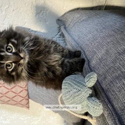 Photo 1/1 Chat retrouvé Perdu à Koetzingue