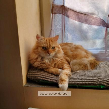 Photo 1/1 Chat retrouvé Perdu à Louviers