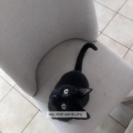 Photo de chat perdu à St Hilaire De Riez