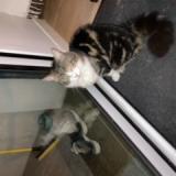 Photo de chat perdu à Houilles