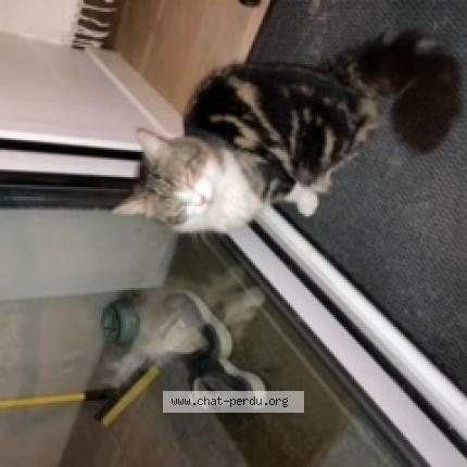 Photo 1/1 Chat retrouvé Perdu à Houilles