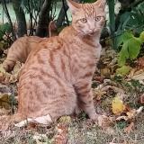 Photo de chat perdu à Cult