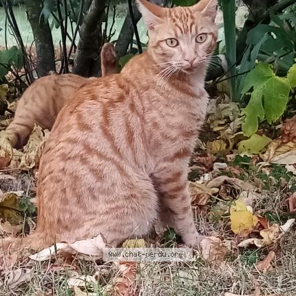 Photo 1/1 Tira Chat perdu à Cult