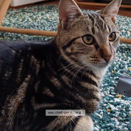 Photo de chat trouvé à Grenoble