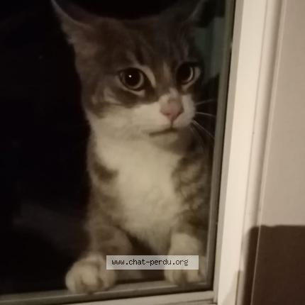 Photo 1/1 Chat retrouvé Trouvé à Mimizan