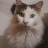 Photo de chat perdu à Plaissan