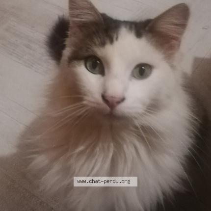 Photo 1/1 Malo Chat perdu à Plaissan