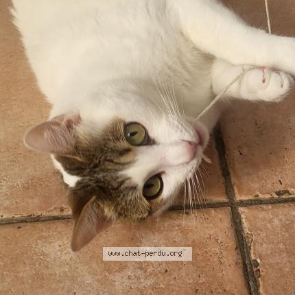 Photo 1/1 Chat retrouvé Perdu à Manosque