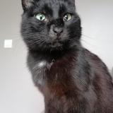 Photo de chat perdu à La Tour De Salvagny