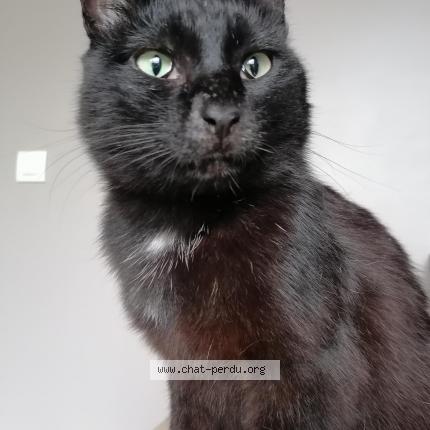 Photo 1/1 Chat retrouvé Perdu à La tour de salvagny