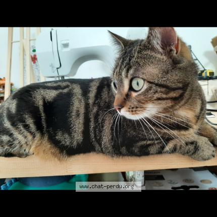 Photo de chat perdu à Angers