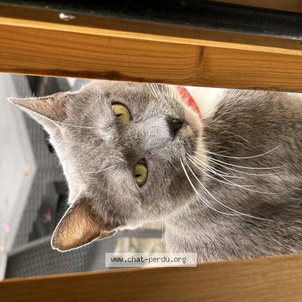 Photo 1/1 Chat retrouvé Perdu à Les Pavillons Sous Bois