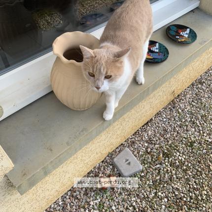 Photo de chat perdu à Echenoz La Meline