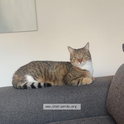 Photo de chat perdu à Castelnau Le Lez