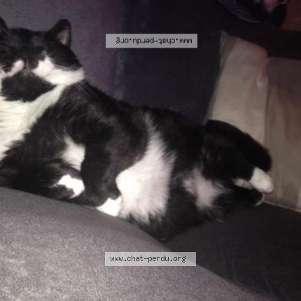 Photo 1/1 Chat retrouvé Perdu à Hyevre Paroisse