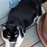 Photo de chat perdu à Argenteuil