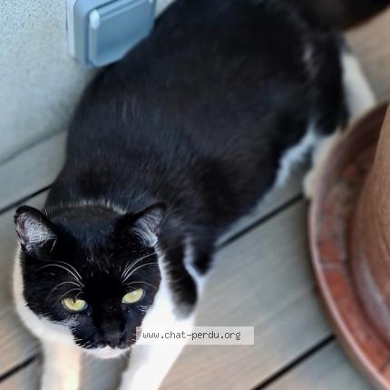 Photo 1/1 Chat retrouvé Perdu à Argenteuil