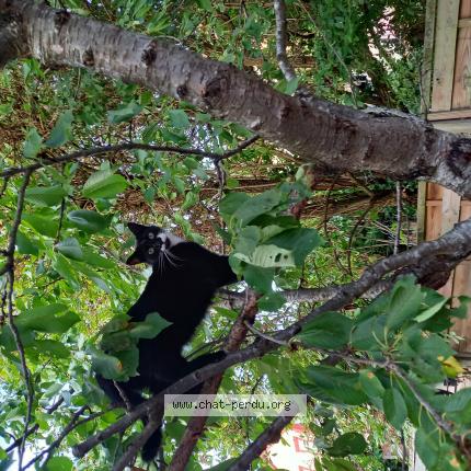 Photo de chat perdu à Villiers Sur Marne