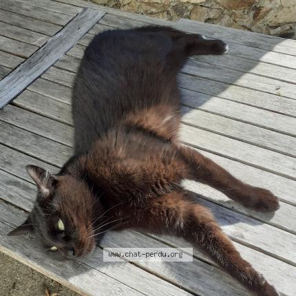 Photo 1/1 Chat retrouvé Perdu à Nantes