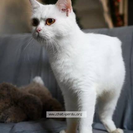 Photo 1/1 Chat retrouvé Perdu à Rosny Sur Seine