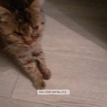Photo 1/1 Chat retrouvé Perdu à Malives