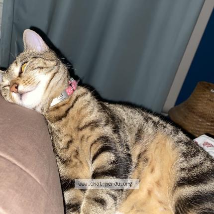 Photo 1/2 Mia Chat perdu à Vitry sur seine