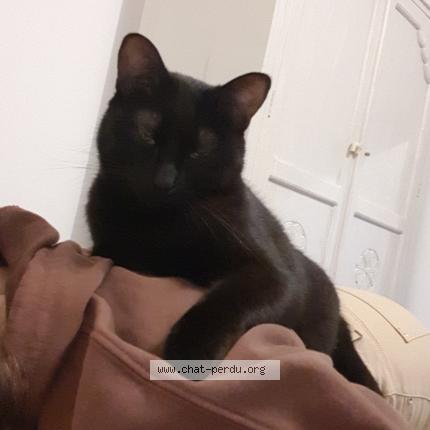 Photo 1/1 Chat retrouvé Perdu à Saint Ellier Les Bois
