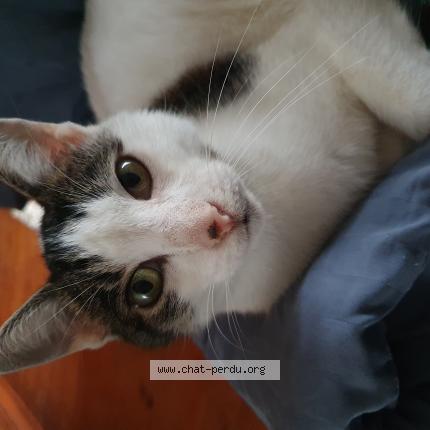Photo 1/1 Chat retrouvé Trouvé à Amiens
