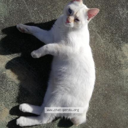 Photo 1/1 Chat retrouvé Perdu à Hendaye