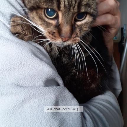 Photo 1/1 Chat retrouvé Trouvé à Venissieux