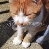 Photo de chat perdu à Bourg En Bresse