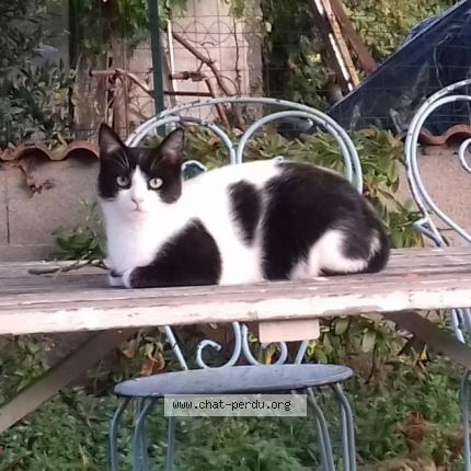 Photo 1/1 Chat retrouvé Perdu à St Agnant