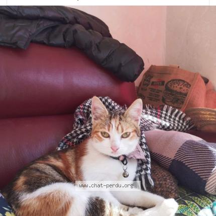 Photo de chat perdu à Martigues