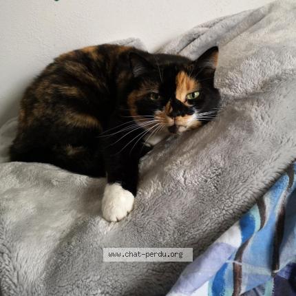Photo de chat perdu à Amblainville