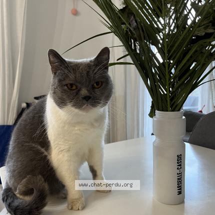 Photo de chat perdu à Annecy