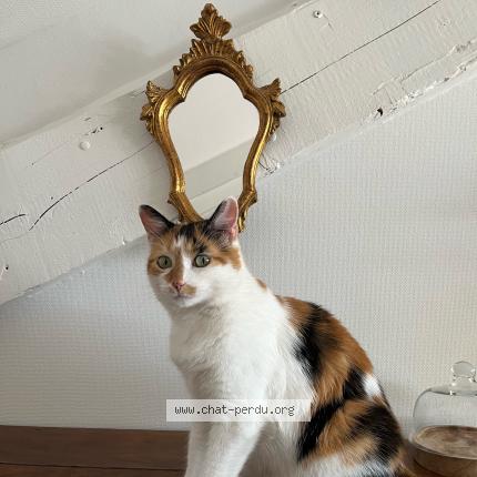Photo de chat perdu à Villefranche
