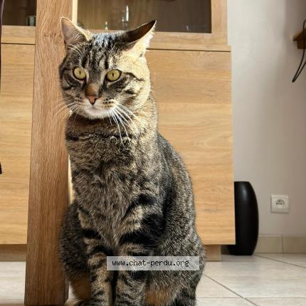 Photo de chat perdu à Saint Berthevin