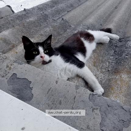 Photo 1/1 Chat retrouvé Perdu à Tourcoing