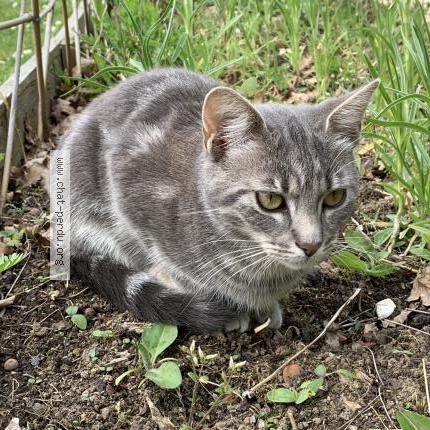 Photo 1/1 Chat retrouvé Perdu à Luneray