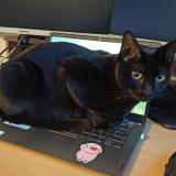 Photo de chat perdu à Nantes