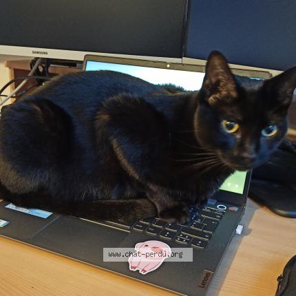 Photo 1/1 Chat retrouvé Perdu à Nantes