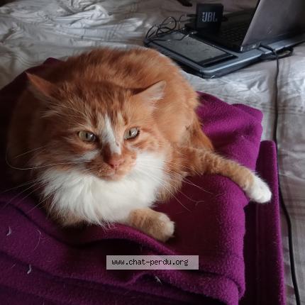 Photo de chat perdu à Beaucroissant