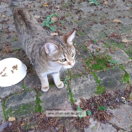 Photo de chat trouvé à Bron