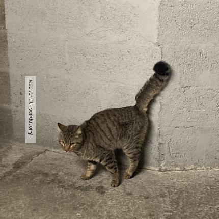 Photo 1/1 Chat retrouvé Trouvé à Nantes