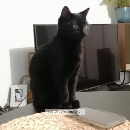 Photo 1/1 Chat retrouvé Perdu à Reze