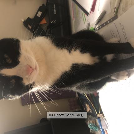 Photo de chat perdu à Roubaix
