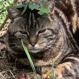 Photo de chat perdu à Mortroux