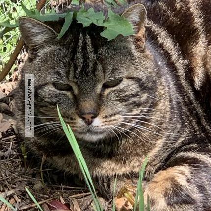 Photo 1/1 Chat retrouvé Perdu à Mortroux